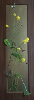 Каллы