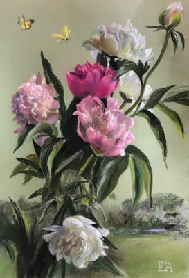 Пионы в Лаврово